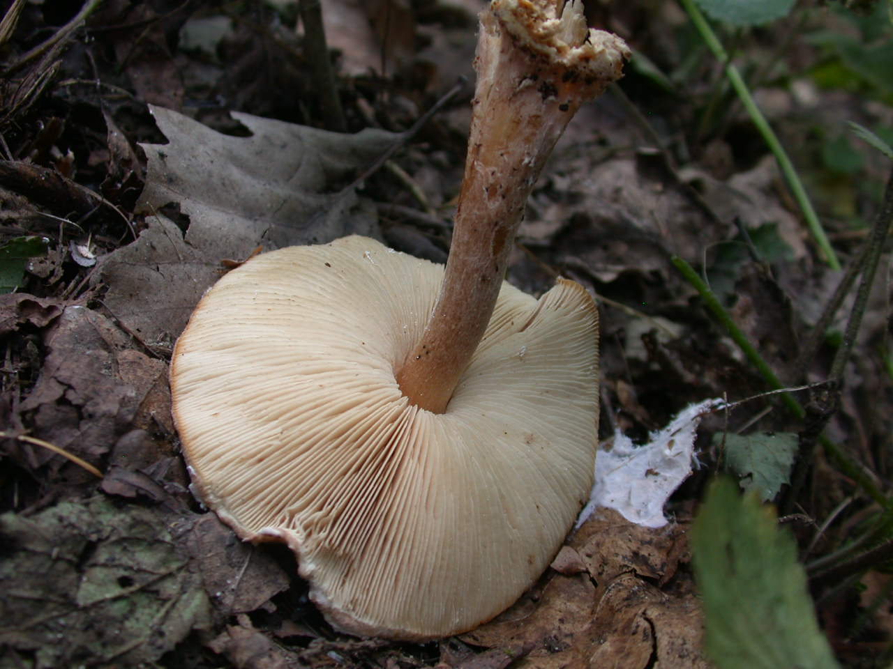 Lepiota cortinarius